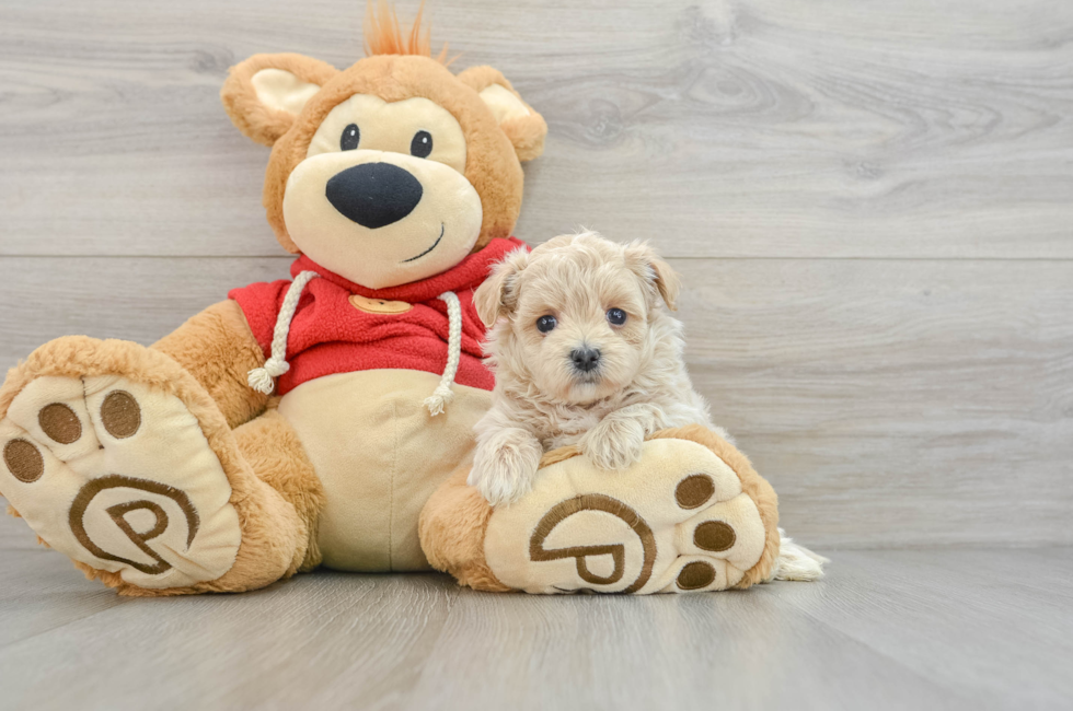 6 week old Maltipoo Puppy For Sale - Simply Southern Pups