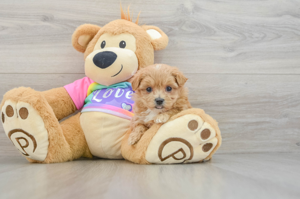 6 week old Maltipoo Puppy For Sale - Simply Southern Pups