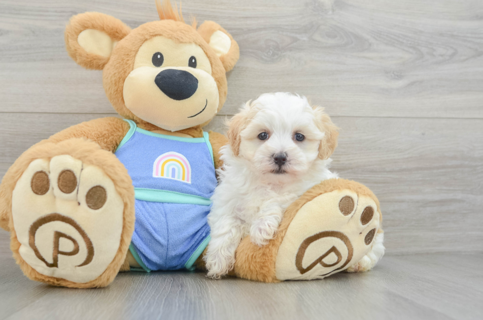 6 week old Maltipoo Puppy For Sale - Simply Southern Pups