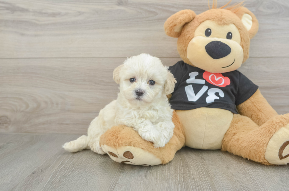 5 week old Maltipoo Puppy For Sale - Simply Southern Pups