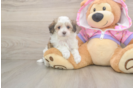 Sweet Maltipoo Baby