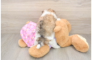 Best Maltipoo Baby