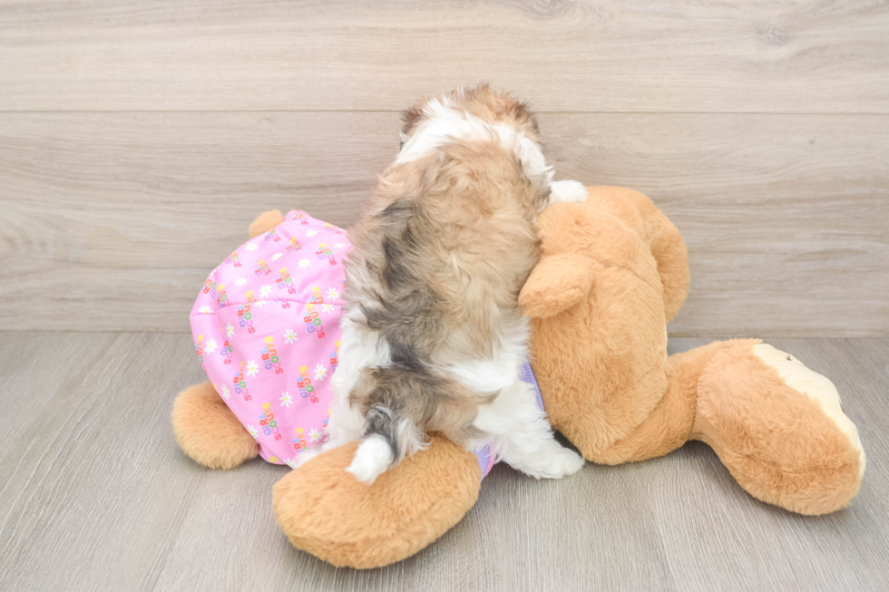 Best Maltipoo Baby