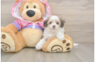 Maltipoo Pup Being Cute