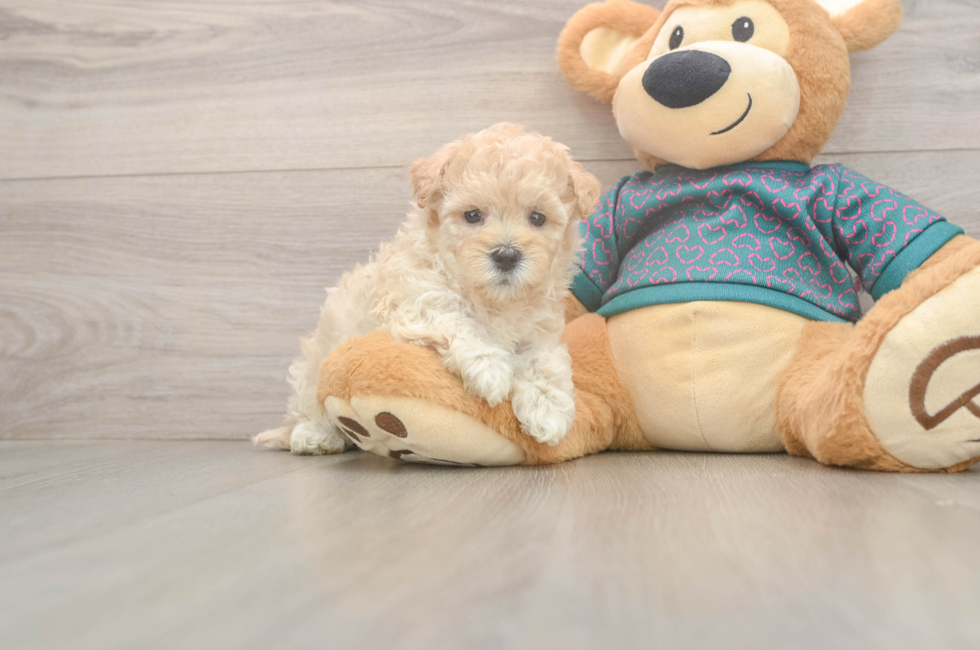 5 week old Maltipoo Puppy For Sale - Simply Southern Pups