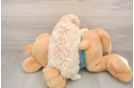 Maltipoo Puppy for Adoption
