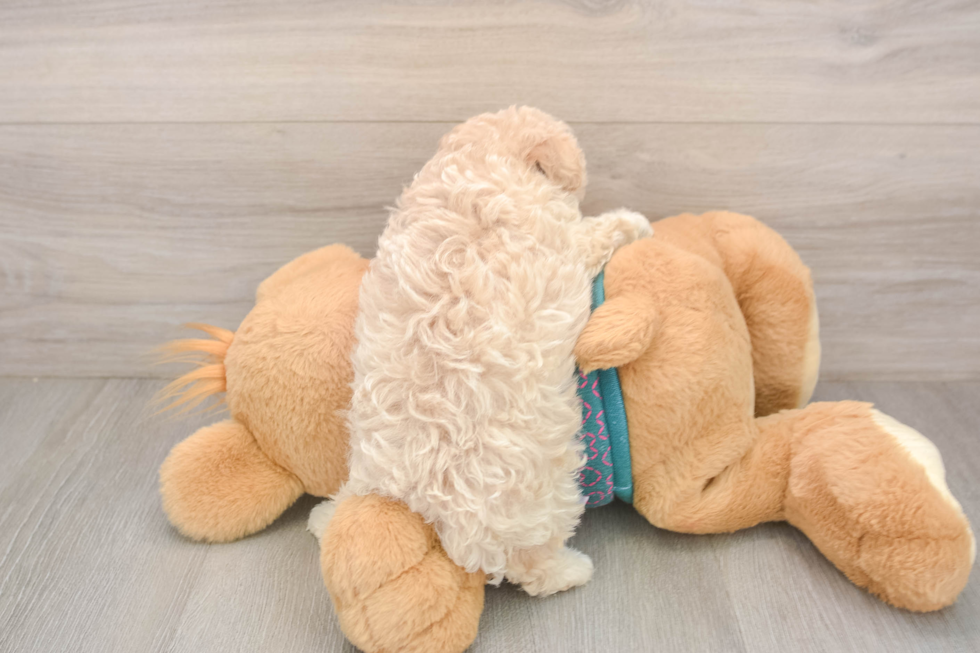 Maltipoo Puppy for Adoption