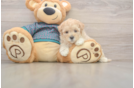 Best Maltipoo Baby