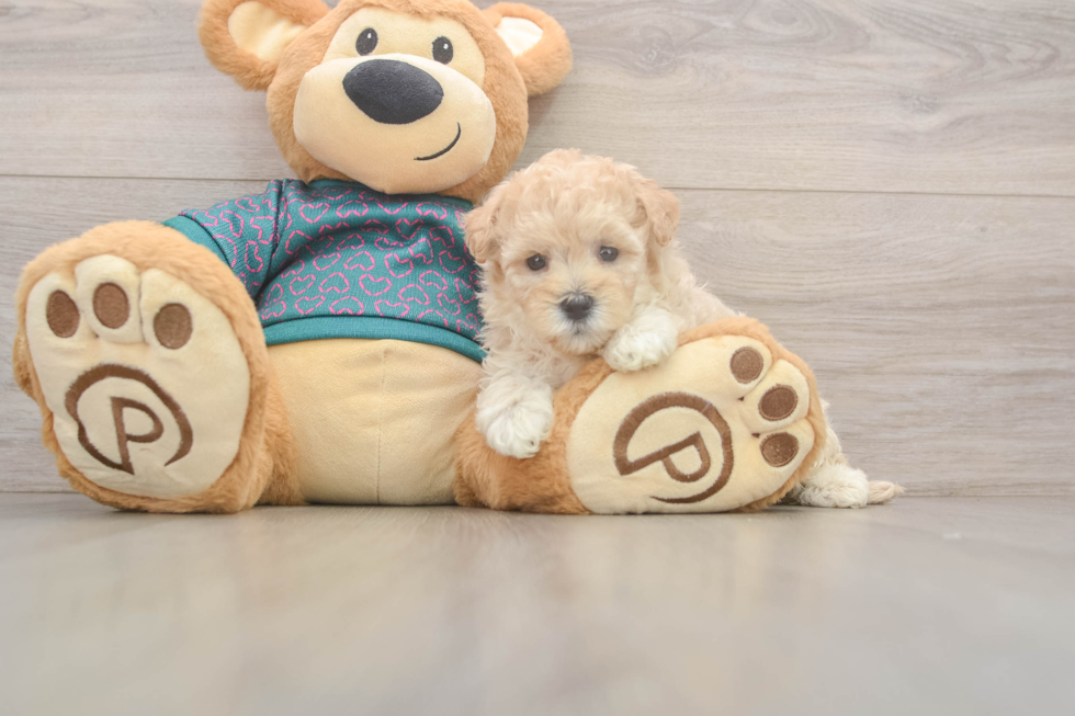 Best Maltipoo Baby