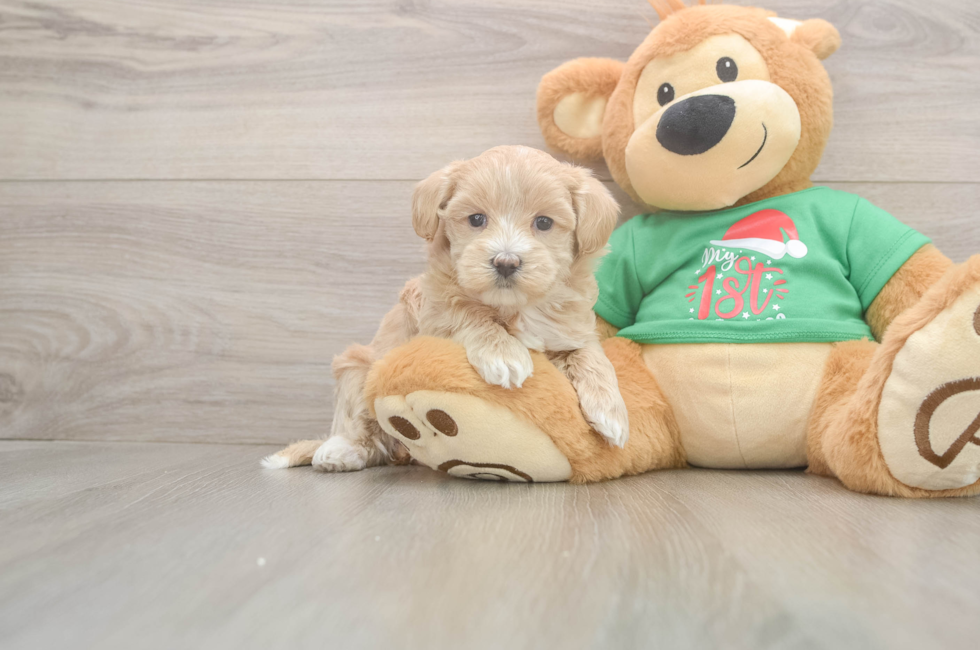 5 week old Maltipoo Puppy For Sale - Simply Southern Pups