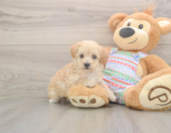 8 week old Maltipoo Puppy For Sale - Simply Southern Pups