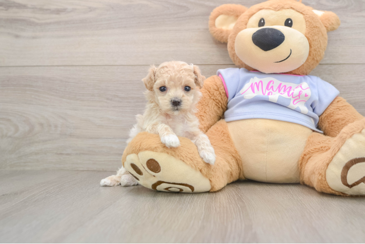 Maltipoo Puppy for Adoption
