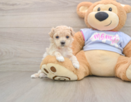 7 week old Maltipoo Puppy For Sale - Simply Southern Pups