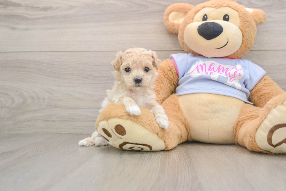 Maltipoo Puppy for Adoption
