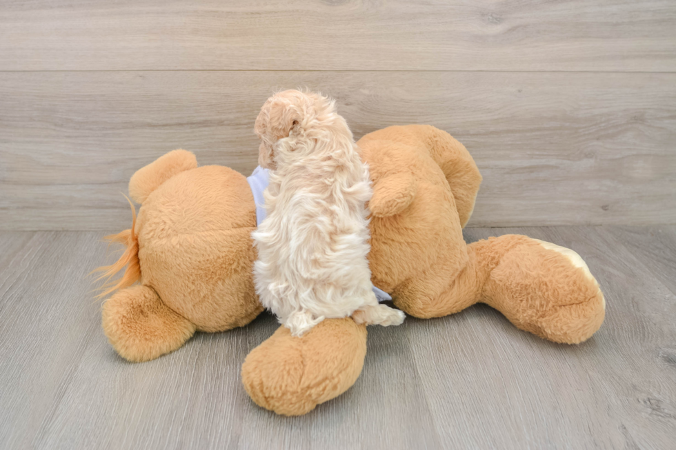 Fluffy Maltipoo Poodle Mix Pup