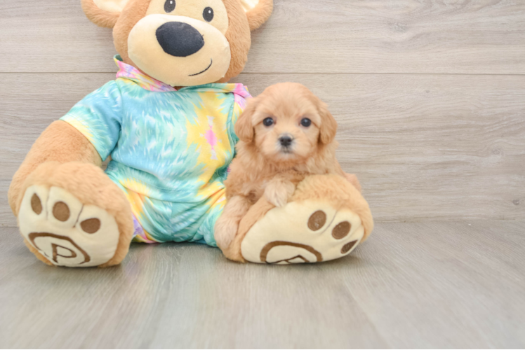 Popular Maltipoo Poodle Mix Pup