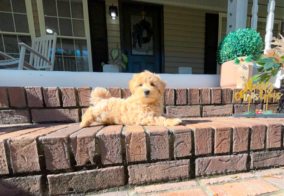 Best Maltipoo Baby