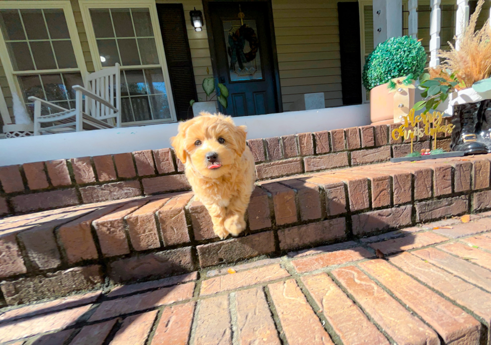 Cute Maltipoo Baby