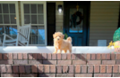 Maltipoo Puppy for Adoption