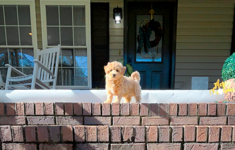 Maltipoo Puppy for Adoption