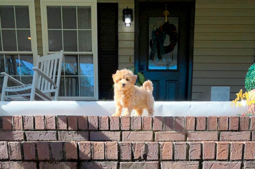 9 week old Maltipoo Puppy For Sale - Simply Southern Pups