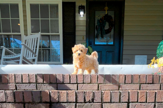 Maltipoo Puppy for Adoption