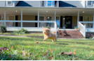 Best Maltipoo Baby