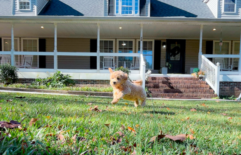 Best Maltipoo Baby