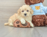 10 week old Maltipoo Puppy For Sale - Simply Southern Pups