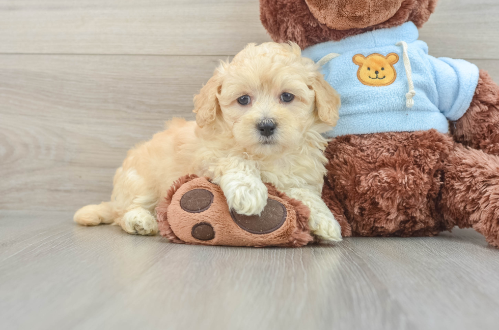 10 week old Maltipoo Puppy For Sale - Simply Southern Pups