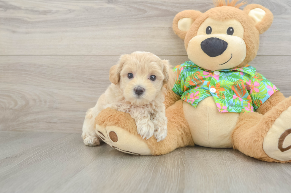 7 week old Maltipoo Puppy For Sale - Simply Southern Pups
