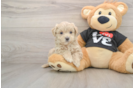 Maltipoo Puppy for Adoption