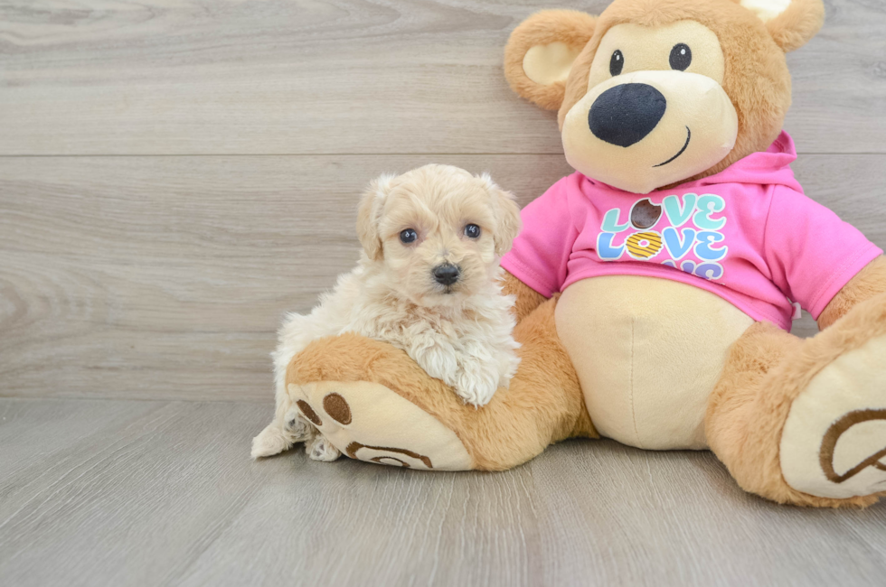 5 week old Maltipoo Puppy For Sale - Simply Southern Pups