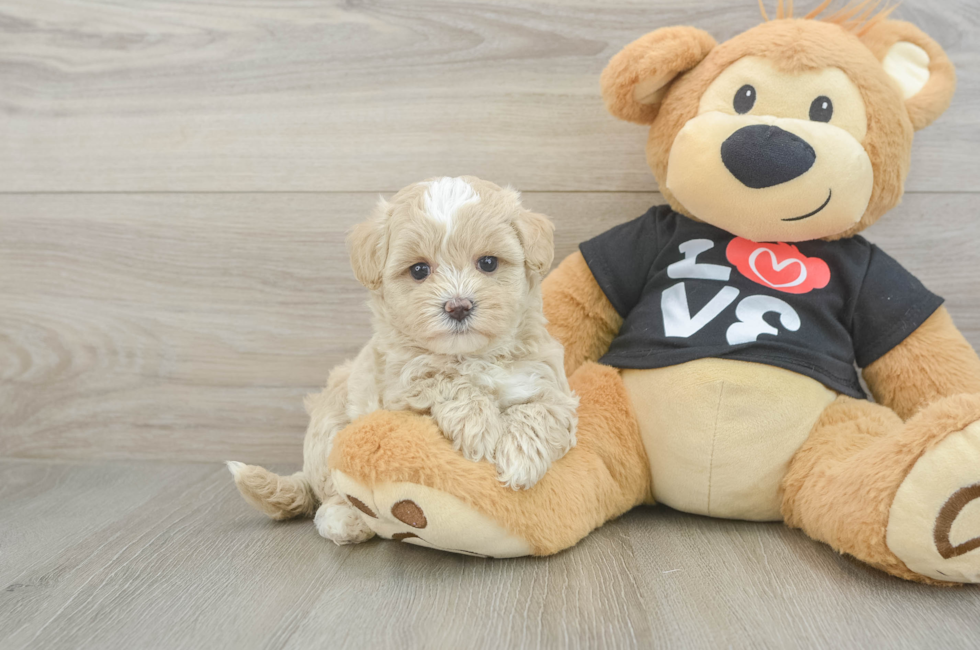 5 week old Maltipoo Puppy For Sale - Simply Southern Pups