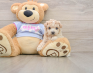 7 week old Maltipoo Puppy For Sale - Simply Southern Pups