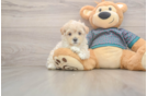 Maltipoo Puppy for Adoption