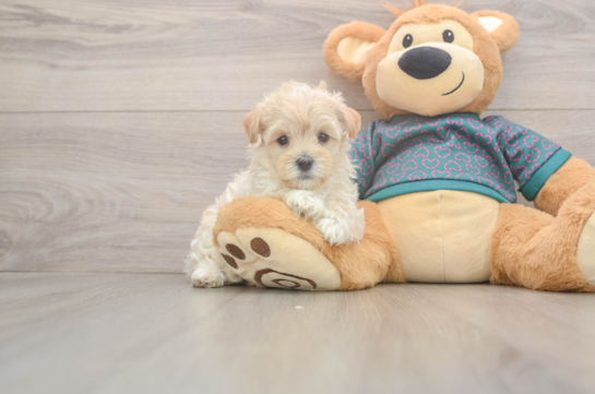 Maltipoo Puppy for Adoption