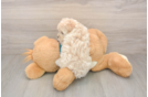 Sweet Maltipoo Baby