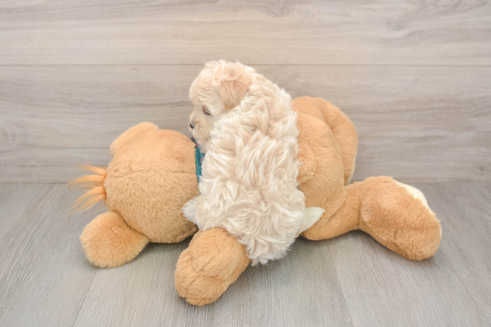 Sweet Maltipoo Baby