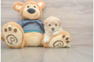Little Maltepoo Poodle Mix Puppy