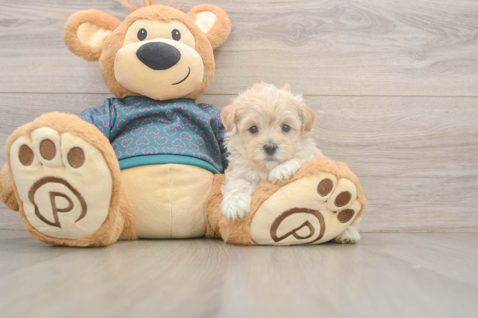 Little Maltepoo Poodle Mix Puppy