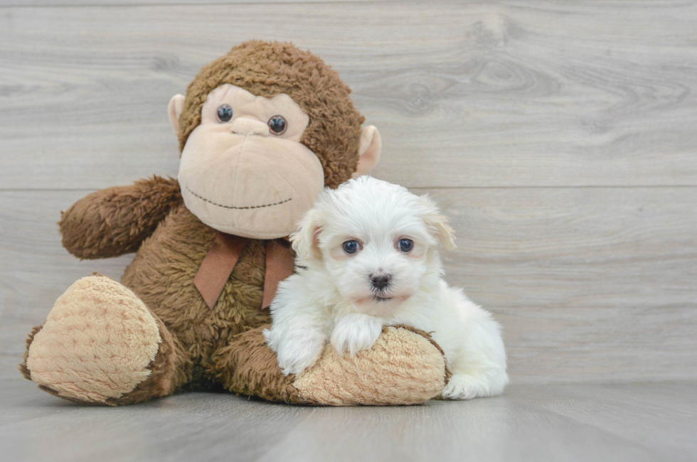 9 week old Maltipoo Puppy For Sale - Simply Southern Pups
