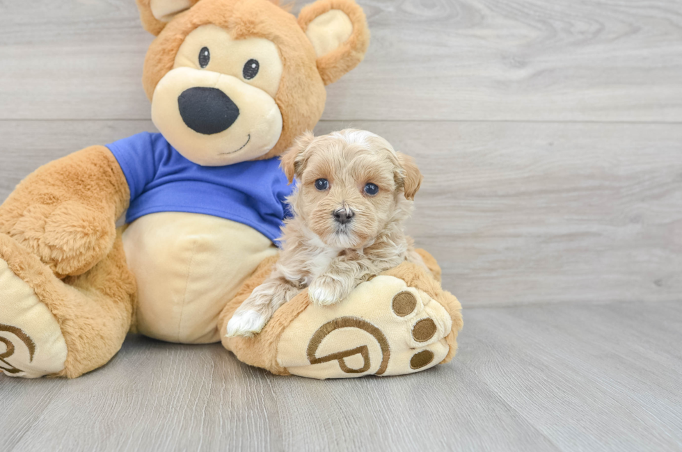 6 week old Maltipoo Puppy For Sale - Simply Southern Pups
