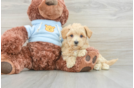 Maltipoo Puppy for Adoption