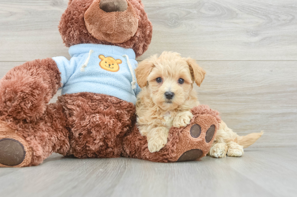 7 week old Maltipoo Puppy For Sale - Simply Southern Pups