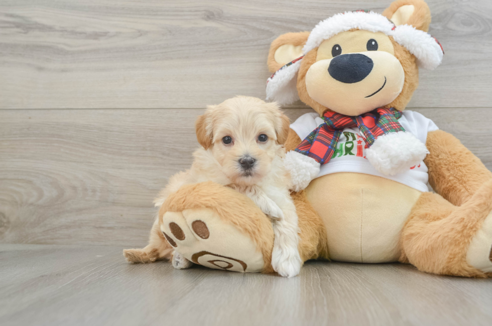 6 week old Maltipoo Puppy For Sale - Simply Southern Pups