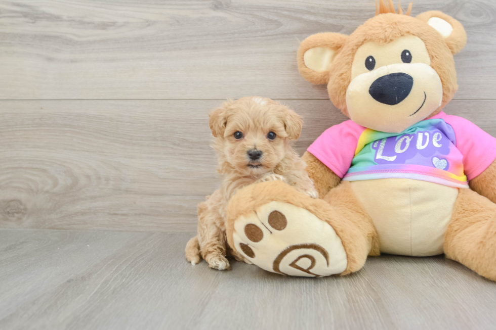 Maltipoo Pup Being Cute