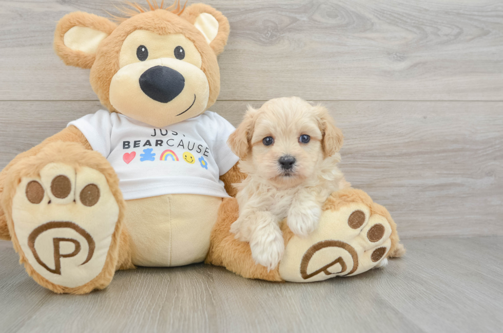 6 week old Maltipoo Puppy For Sale - Simply Southern Pups
