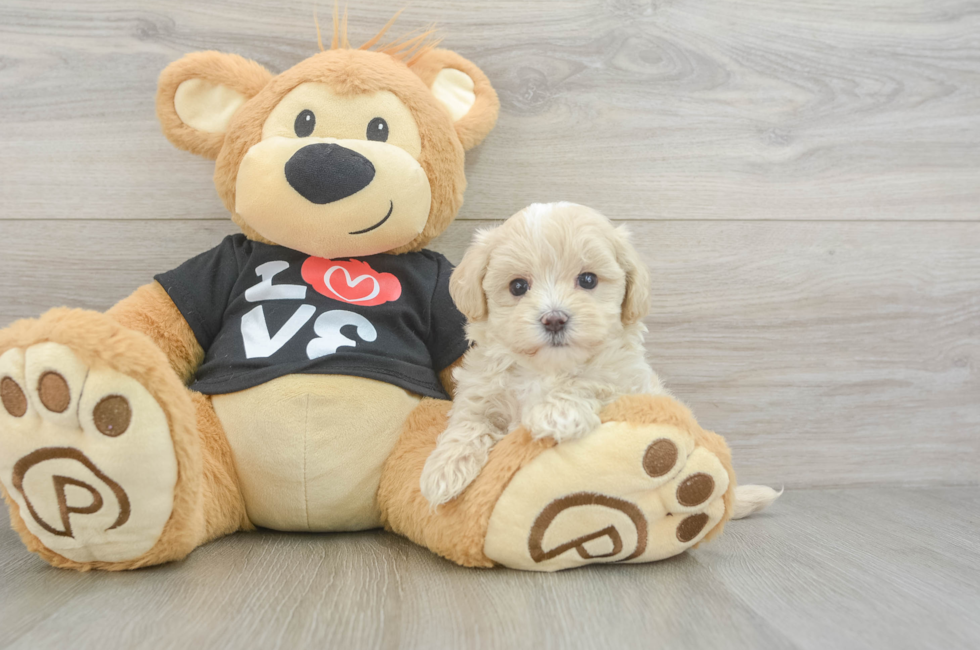 5 week old Maltipoo Puppy For Sale - Simply Southern Pups