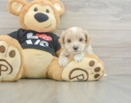 8 week old Maltipoo Puppy For Sale - Simply Southern Pups
